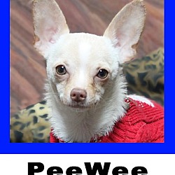 Photo of PeeWee