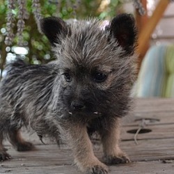 Photo of Cairn Terrier