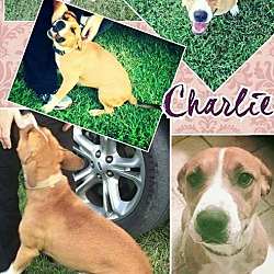Thumbnail photo of Charlie in CT #1