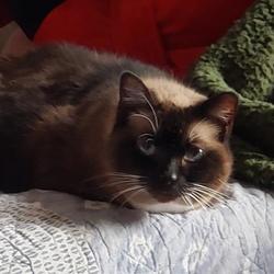 Birman Kittens For Sale In Raleigh North Carolina Adoptapet Com