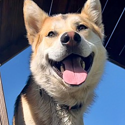 Thumbnail photo of Finn: Your dog's new friend #3