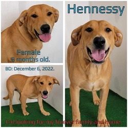 Photo of Hennessy
