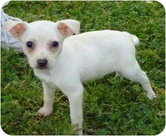 chihuahua feist mix puppies for sale