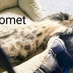 Thumbnail photo of Comet #4
