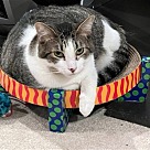 Adopt A Pet :: Oaken - Locust Grove, GA