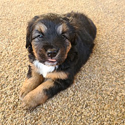 Thumbnail photo of Fluffy- Bernese Mtn mix puppy #4
