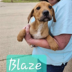 Photo of Blaze - 18 week old male