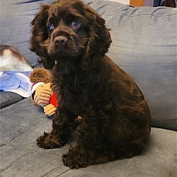 Thumbnail photo of Chocolate Cocker pup #1