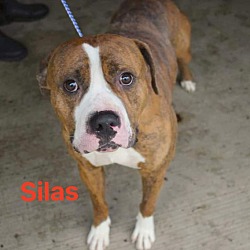 Thumbnail photo of Silas #2