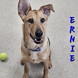 Thumbnail photo of Ernie #4