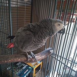 Thumbnail photo of Chevy African Grey Avail 7 25 #2