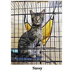 Thumbnail photo of Sassy #2