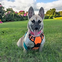 adopt a pet