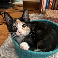 adopt a pet