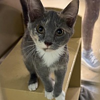 adopt a pet