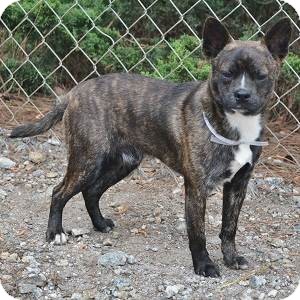 boston terrier mix brindle