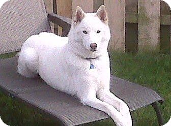 american eskimo dog husky mix