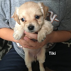 Photo of Tiki