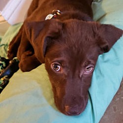 Thumbnail photo of Chaco (adoption pending) #2