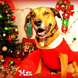 Thumbnail photo of Max~adopted! #2