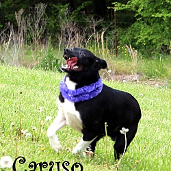 Thumbnail photo of Caruso~adopted! #3