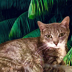 Photo of Ambrosia