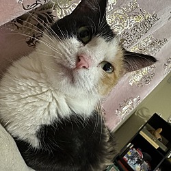 Photo of Checkers