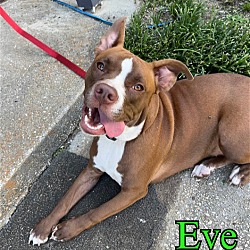 Thumbnail photo of Eve #1