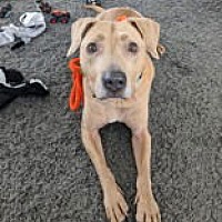 adopt a pet