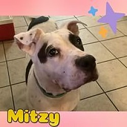 Thumbnail photo of Mitzy #3