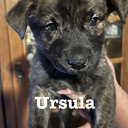 Thumbnail photo of URSULA #1