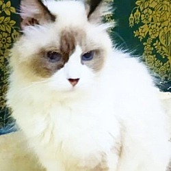 Thumbnail photo of Mocca (Ragdoll) #2