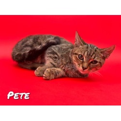 Thumbnail photo of Pete #1