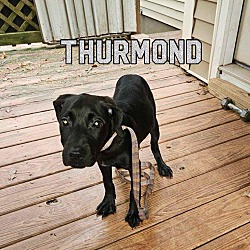 Thumbnail photo of Thurmond [Critical Euth] #3