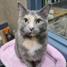 Adopt A Pet :: Elodie - Versailles, KY