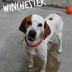 Thumbnail photo of Winchester #2