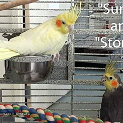 Photo of Sunny and stormy