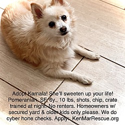 Thumbnail photo of Kamala! Pomeranian, 6y, 10 lbs #2