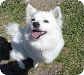 San Clemente Ca Pembroke Welsh Corgi Meet Rockette A Pet For San Clemente Ca Pembroke Welsh Corgi