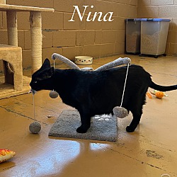 Thumbnail photo of Nina #2