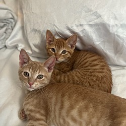 Photo of Garfield & Olly