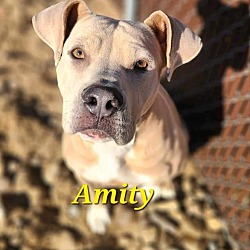Thumbnail photo of Amity #2