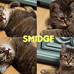 Thumbnail photo of Smidge #1