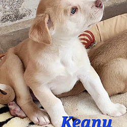 Thumbnail photo of Keanu #1