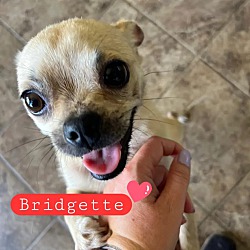 Photo of Bridgette