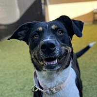 adopt a pet