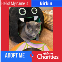 adopt a pet
