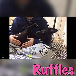 Thumbnail photo of Ruffles #4