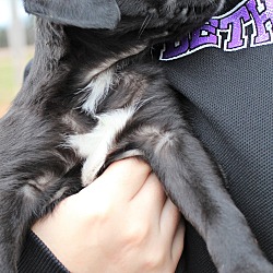 Thumbnail photo of Nutmeg~adopted! #2