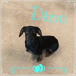 Thumbnail photo of Dino #1